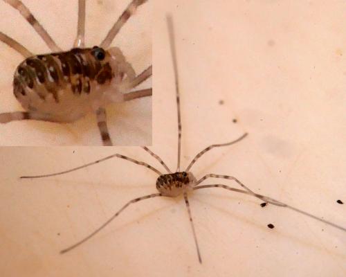 Opilio canestrinii